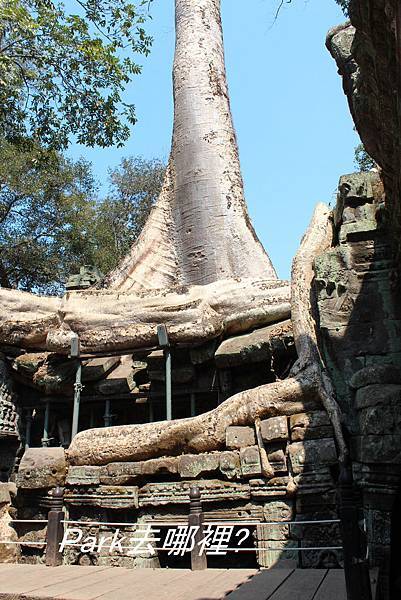 塔普倫寺Ta Prohm-9.jpg