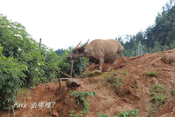 沙巴SAPA-72.jpg