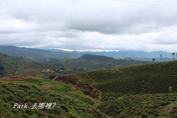 茶山-1.jpg