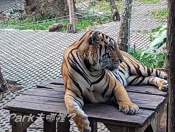 芭達雅Pattaya景點(3)：老虎園 Tiger Park