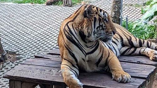 芭達雅Pattaya景點(3)：老虎園 Tiger Park