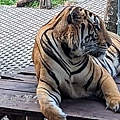 pattaya-Tiger Park-23-500-169.jpg