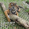 pattaya-tiger park-34-500-169.jpg