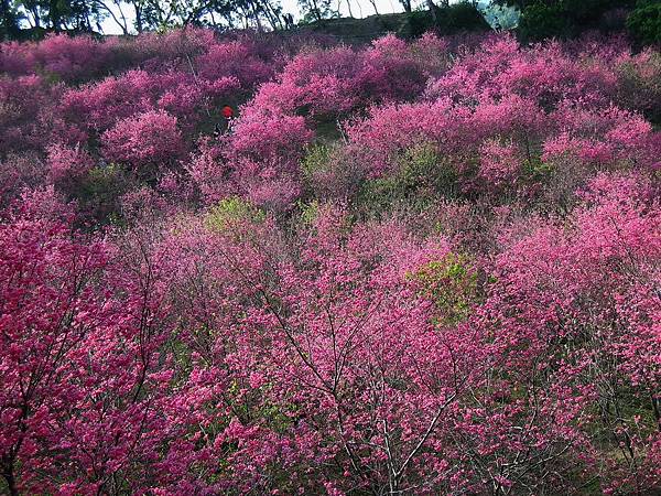 20120214濁水巷櫻花_0252_調整大小