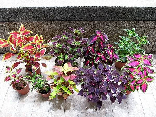 20120520彩葉草_0021_調整大小 20120520彩葉草_0021_調整大小