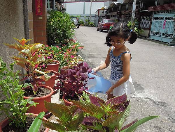 20120520彩葉草_0050_調整大小 20120520彩葉草_0050_調整大小