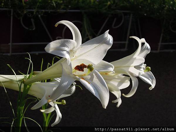 20120710台灣野百合_0016_調整大小