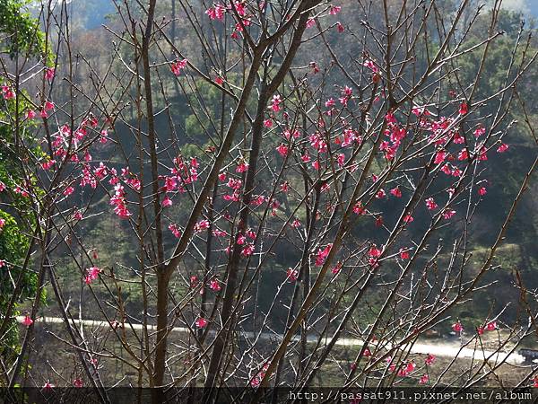 20130130濁水巷櫻花林_0031_調整大小