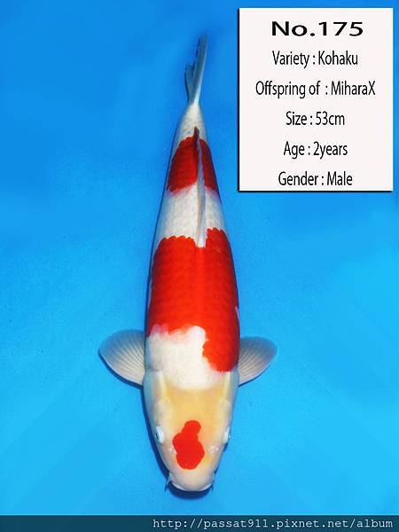 175_2y_53_miharax_male.JPG