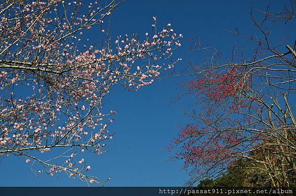 20140130南投信義草坪頭_0146_調整大小.jpg