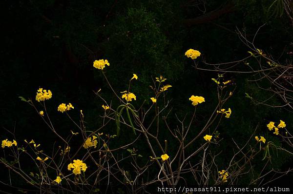 20140399黃花風鈴木_0104_調整大小.jpg