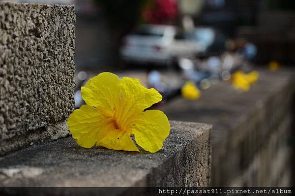 20140399黃花風鈴木_0077_調整大小.jpg