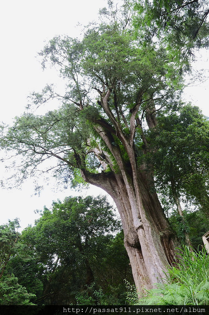 20140726宜蘭馬告_0043_調整大小.jpg