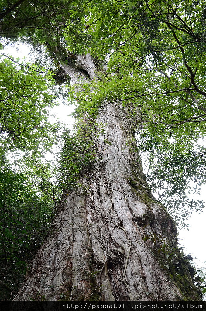 20140726宜蘭馬告_0082_調整大小.jpg