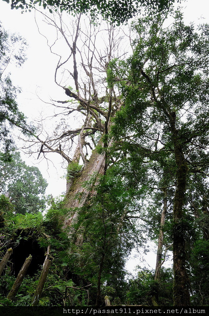 20140726宜蘭馬告_0118_調整大小.jpg