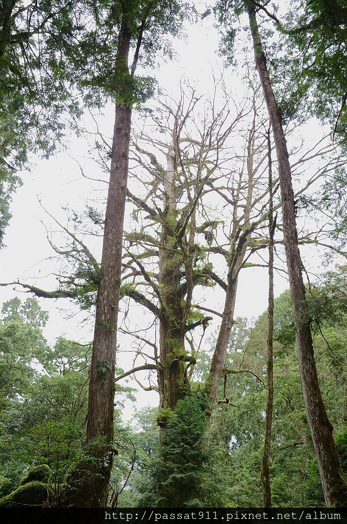 20140726宜蘭馬告_0137_調整大小.jpg