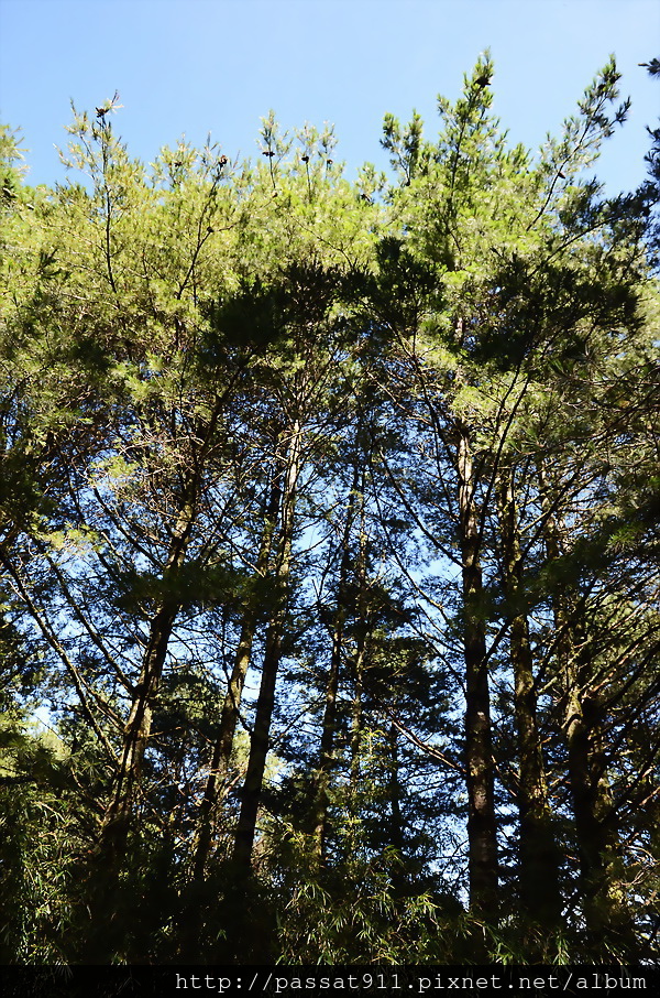 20140824玉山國家公園麟趾山步道_0078.jpg