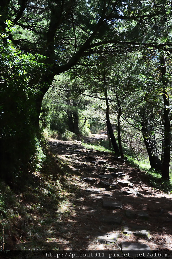 20140824玉山國家公園麟趾山步道_0109.jpg