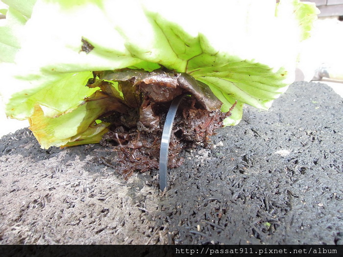 20140927亞洲猴腦鹿角蕨_0026.jpg