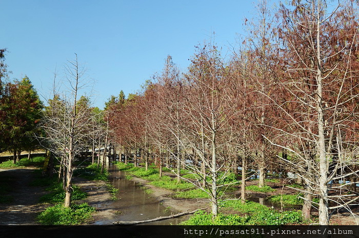 20141224台中霧峰北岸路落羽松_0096_調整大小.jpg