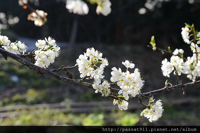 20150212苗栗泰安腦寮庄洗水山李花_0036_調整大小.jpg