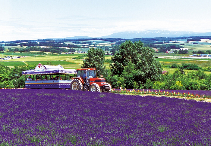 上富良野Flower Land(from www.furanotourism.com).jpg