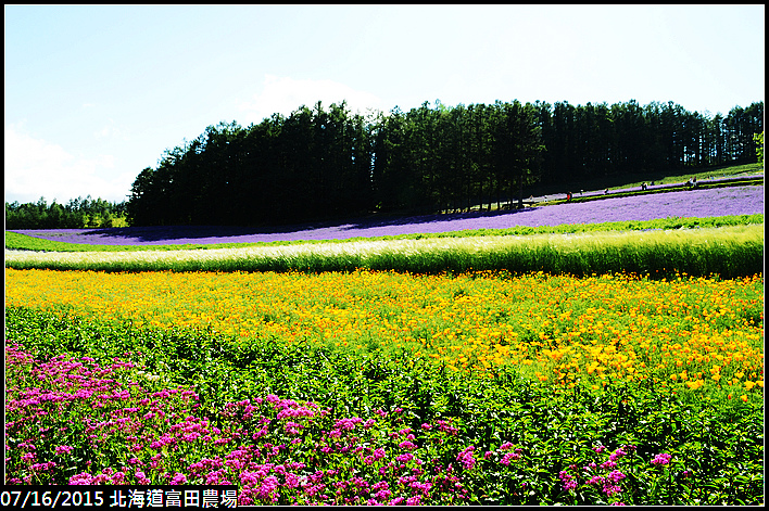 20150716北海道富田農場_0064.jpg