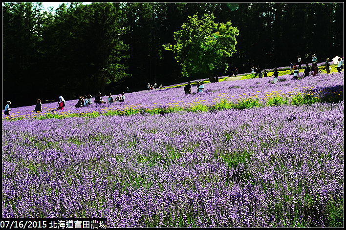 20150716北海道富田農場_0034.jpg