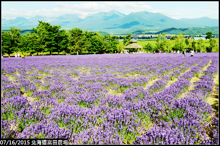 20150716北海道富田農場_0160.jpg