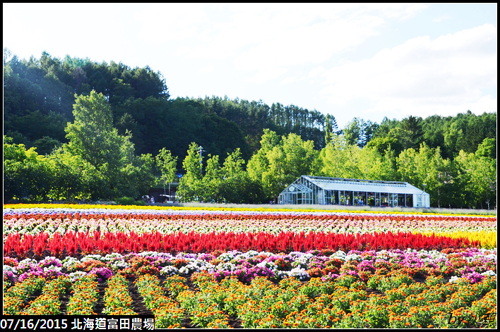 20150716北海道富田農場_0188.jpg