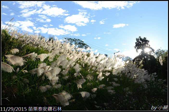 20151128苗栗泰安鑽石林_0434.jpg 20151128苗栗泰安鑽石林_0434.jpg