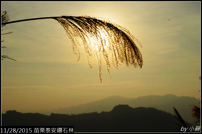 20151128苗栗泰安鑽石林_0155.jpg