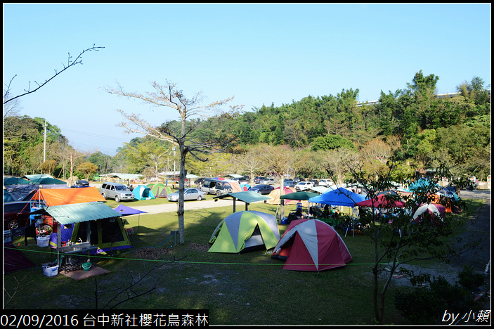 20160209台中新社櫻花鳥森林042.jpg