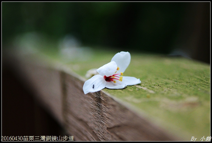 20160430苗栗三灣銅鏡山步道20.jpg