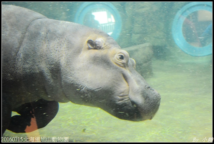 20160715北海道旭山動物園303.jpg