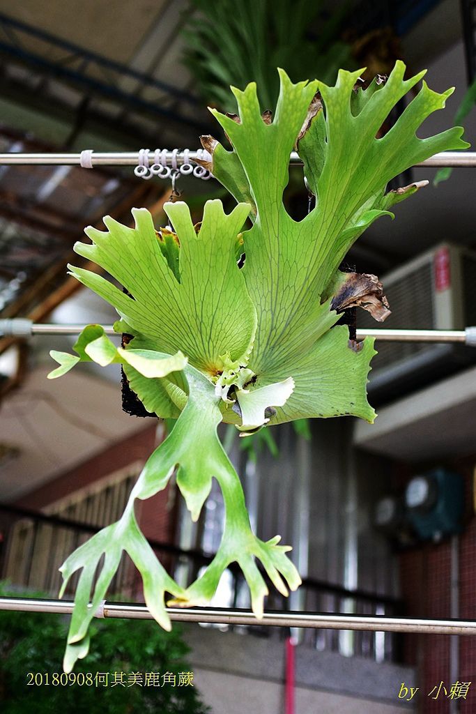 20180908鹿角蕨09.jpg 20180908鹿角蕨09.jpg