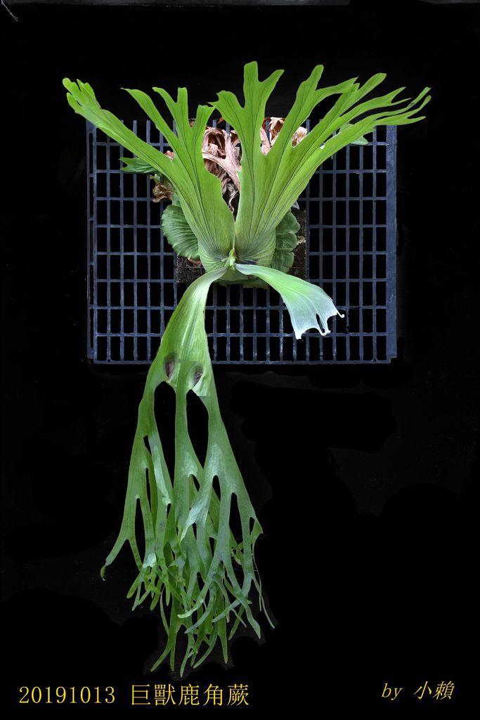 20191013鹿角蕨21.jpg