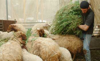 5-sheep-feed-