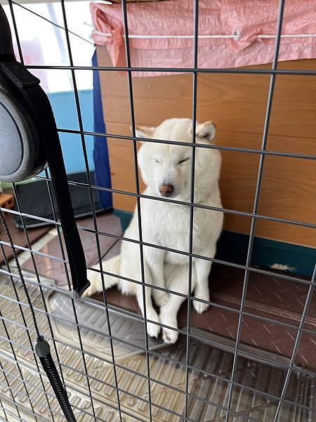 20231222~1231 朝里川/札幌國際/留壽都滑雪及支