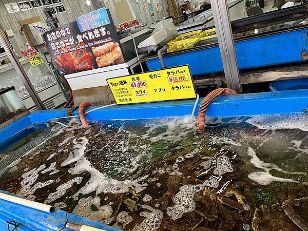 20231222~1231 朝里川/札幌國際/留壽都滑雪及支