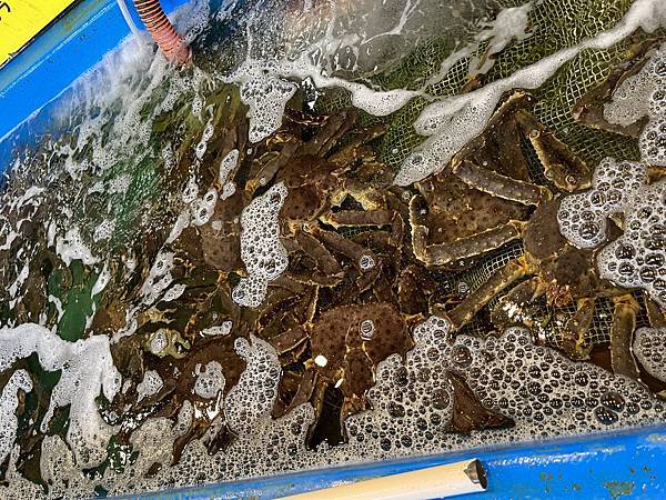 20231222~1231 朝里川/札幌國際/留壽都滑雪及支