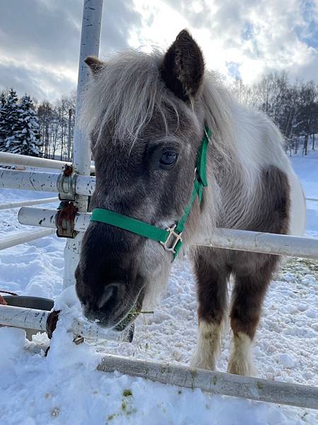 20231229 最後一滑，假人滑不好滑不滿_240109_40.jpg