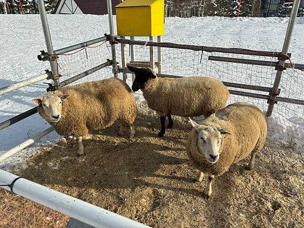 20231229 最後一滑，假人滑不好滑不滿_240109_65.jpg