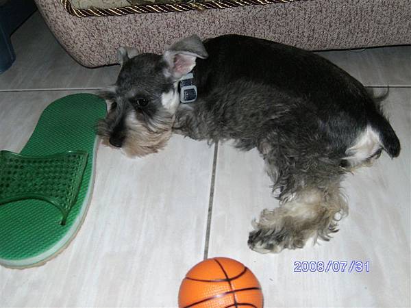 籃球與拖鞋與狗