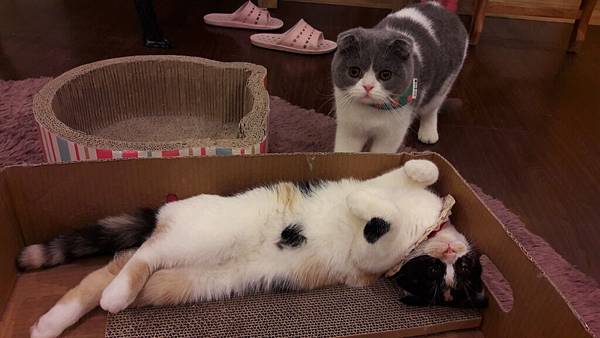 韓國首爾6天5夜逛不完買不完之親子微旅行(2017.02