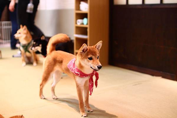 IMG_8629.JPG IMG_8629.JPG