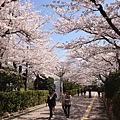 立命館的櫻花.JPG