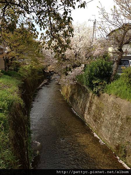 家附近的河溝.JPG