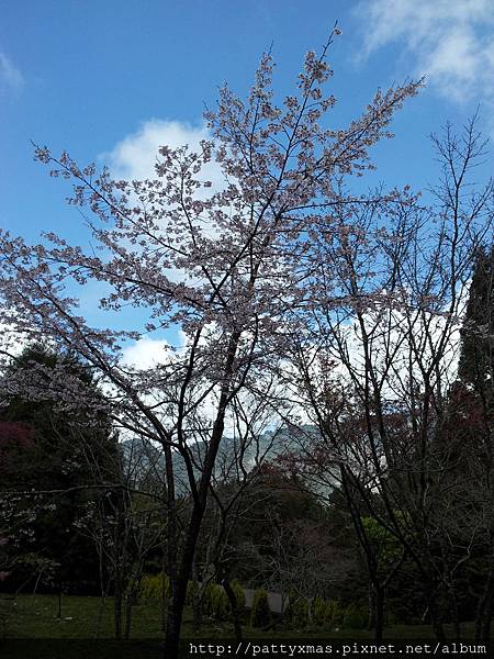 阿里山