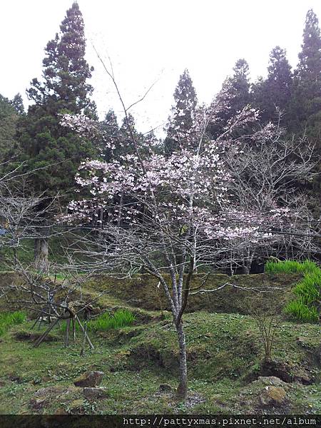 阿里山